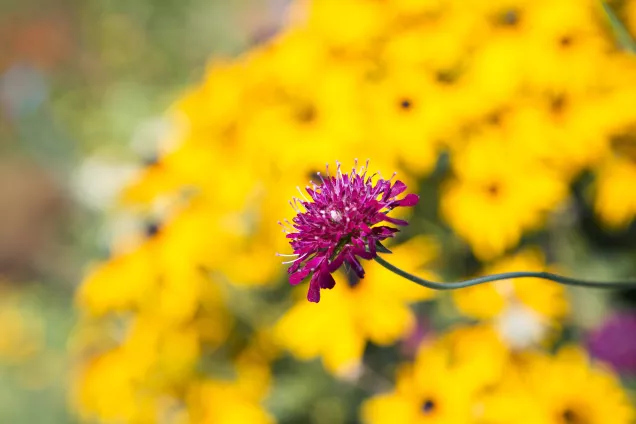 Blommor i Botan. Foto.