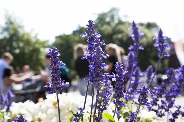 Lavendelblommor.Foto.